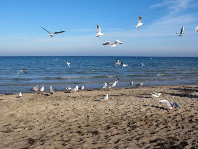 海鸥, 海, 波罗地海, boltenhagen, 海滩, 假日, 太阳