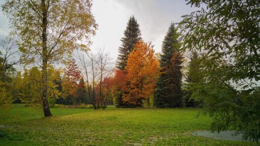 公园, 树, 叶子, 10 月, 自然, 景观, 秋金