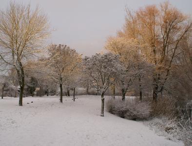 雪, 冬天, 公园, 树木, 阳光