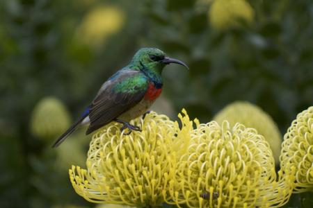 鸟, 普罗蒂亚, lucospermum, 枕普罗蒂亚, 花蜜, 花, fynbos
