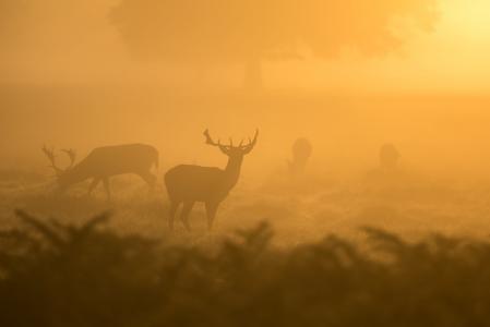 鹿, 早晨的太阳, 野生动物, 哺乳动物, 鹿茸, 野生, 字段