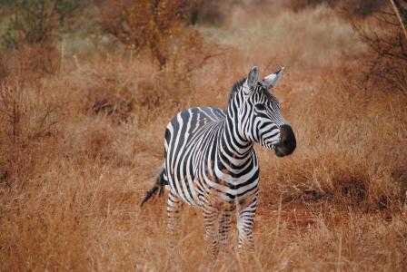 肯尼亚, 非洲, 野生动物园, 斑马, 察沃, 国家公园, 自然