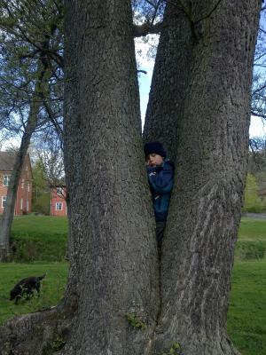 男孩, 爬上, 树, 夏季, 瑞典, 斯科纳, 公园