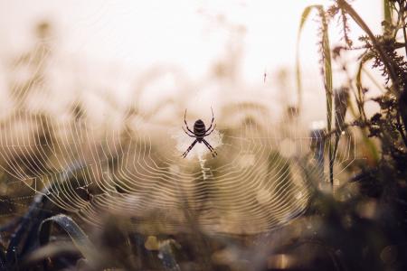 悦目, 蜘蛛, 选择性, 焦点, 摄影, web, 昆虫