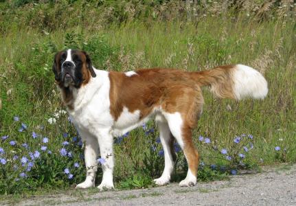 家养的狗, 犬, 圣伯纳德, 圣伯纳德 ·, 最大的狗养殖, marlbank, 安大略省