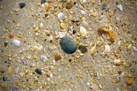 壳, 海滩, 沙子, 海滩场面, 海贝壳, 贝壳
