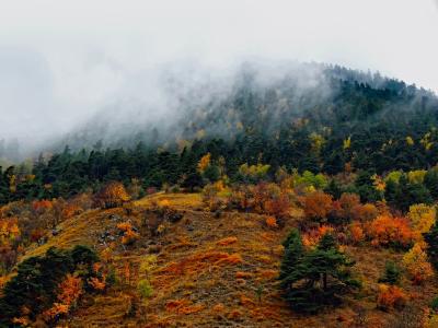 法国, 雾, 秋天, 秋天, 颜色, 多彩, 森林