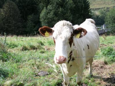 母牛, 牧场, 牛肉, 草, 草甸, 动物