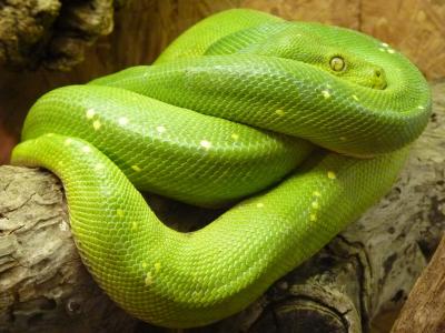 绿树巨蟒, 莫雷利亚贝, 蛇, python, pythoninae, 动物, 绿色