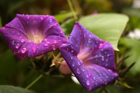 花, 雨滴, 在雨中的花朵