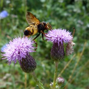 水飞蓟, 蜜蜂, 昆虫, 花, 牧草, 宏观, 自然
