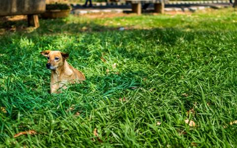 狗, 孤独, 绿色, 草, 草坪, 春天, 流浪狗