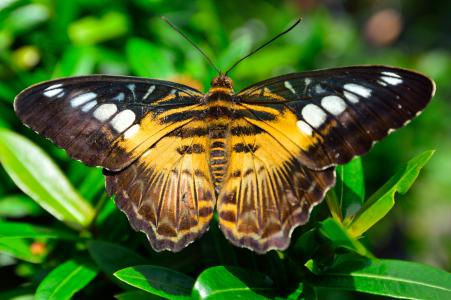 蝴蝶, 翅膀, 景点, 模式, 黄色, 棕色, 昆虫