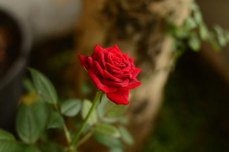 红玫瑰, 花, 模糊, 自然, 花园, 红色, 玫瑰-花