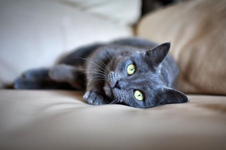 猫, 宠物, 灰色的皮毛, 绿色的眼睛, 在撒谎, 家猫, 宠物
