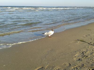 波罗地海, 海滩, 海, 沙子, 海岸, 海鸥, 自然
