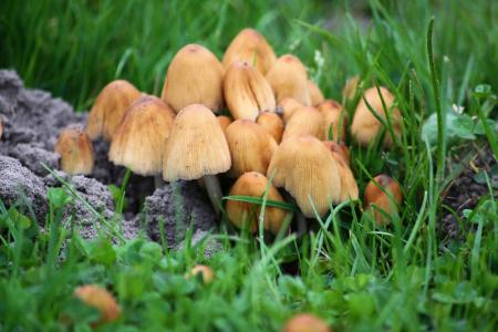 蘑菇, 草甸, 自然