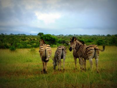 非洲, 南非, 斑马, 野生, 野生动物, 动物, 自然
