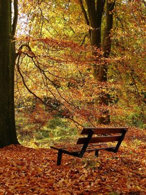 秋天, 叶子, 森林, 秋天的颜色, 金色的秋天, 自然
