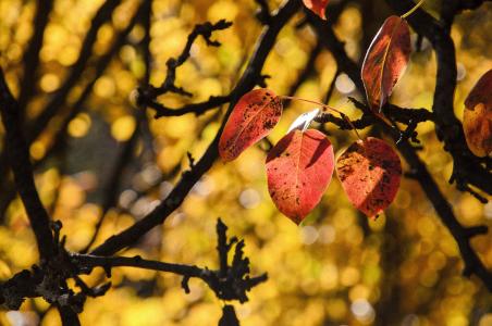 叶子, 红色, 秋天, 秋天, 赛季, 颜色, 纹理