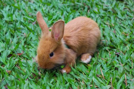 兔子, 动物, 兔宝宝, 小兔子, 可爱, 自然, 哺乳动物