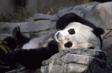 熊猫, 熊, 动物园, 可爱, 野生动物, 中国, 亚洲
