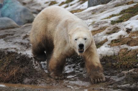 北极熊, 动物, 野生动物, 动物园, 北极, 哺乳动物
