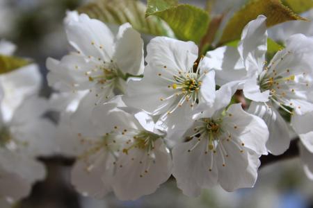 花, 春天, 樱桃, 白色, 开花的分支, 开花, 果树