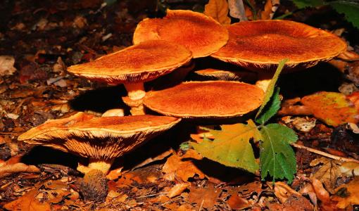 森林, 蘑菇, 森林的地面, 秋天, 自然, 棕色, 美丽