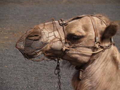 骆驼, 动物, 兰萨罗特岛