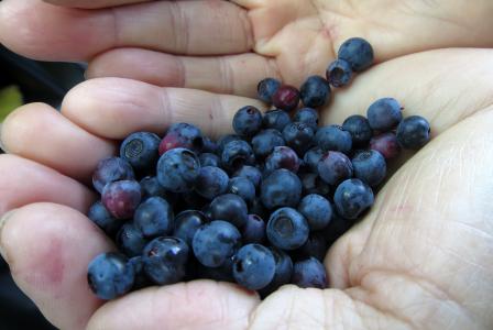 蓝莓, 自然, 生物, 野生浆果, 森林果子, 健康, 收集