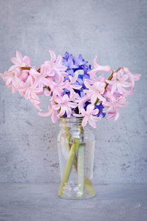 风信子, 粉色, 蓝色, 花, 粉红色的花, 蓝色的花, 香美的鲜花