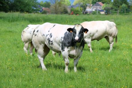 母牛, 群, 育种
