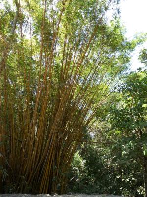 竹, 草, 竹子植物, 黄色, 竹林, 哥斯达黎加, 中美洲