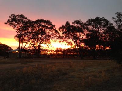日落, 澳大利亚内陆, 树剪影, 树, 有机, 农业, 户外