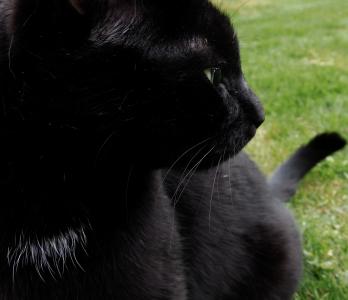 猫, 黑猫, 聚焦, 晶须, 甜, mieze, 黑猫