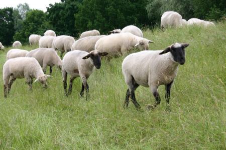 羊, 动物, 牲畜, 草甸, 堤防, 群羊, 黑鼻子绵羊