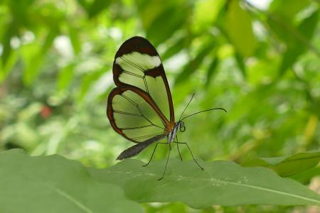 玻璃翅蝶, 昆虫, 透明蝶形, 蝴蝶, 玻, 脆弱, 飞
