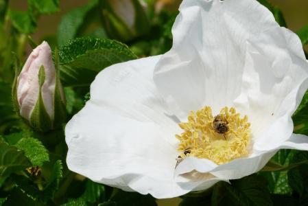 赫曼纽斯, 花, 白色, 在初夏, 蜜蜂, 花粉, 自然
