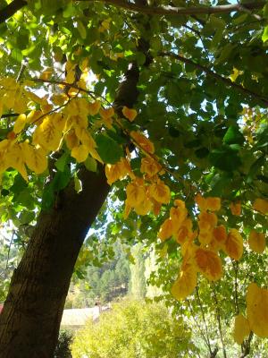 秋天, 黄色, 绿色, 树