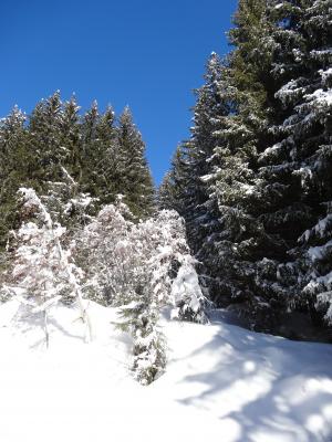 森林, 太阳, 树木, 边缘, 冬天, 雪