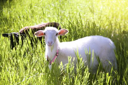 羊, 草原, 字段, 牲畜, 春天, 农业, 动物