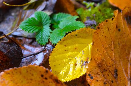 叶子, 秋天, 自然, 特写, 黄色, 叶, 绿色的颜色