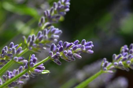 熏衣草, 花, 紫色, 夏季