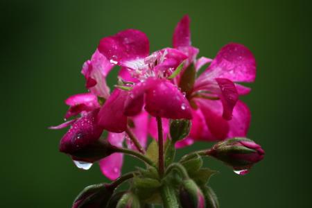 花, 下降, 颜色, 粉色, 绿色, 雨, 罗莎