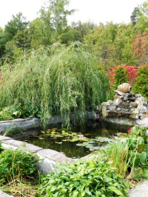 柳树, 喷泉, 自然, 植物, 户外, 池塘, 绿色的颜色