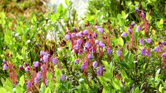 phyllodoce 蓝靛, 杜鹃花, 希瑟, 瑞典, 植物, 紫色的小花, sånfjället