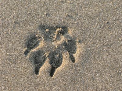 足迹, 爪子, 动物, 沙子, 海