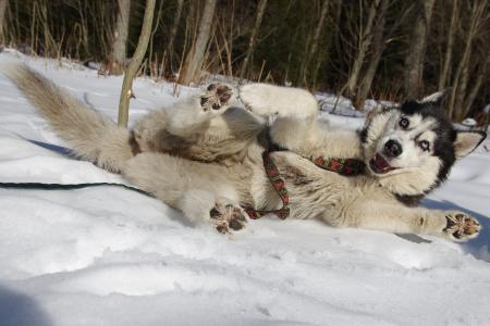 赫斯基, 雪橇狗, adamczak, 狗, 雪, 冬天, 狗拉雪橇