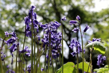 蓝铃花, 森林, 自然, 春天, 花, 英格兰, 蓝色